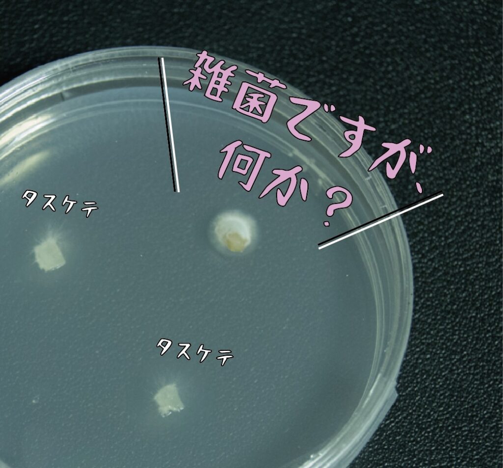 023｜210407-寒天培地｜計量｜エリンギ栽培｜培養｜圧力鍋｜滅菌